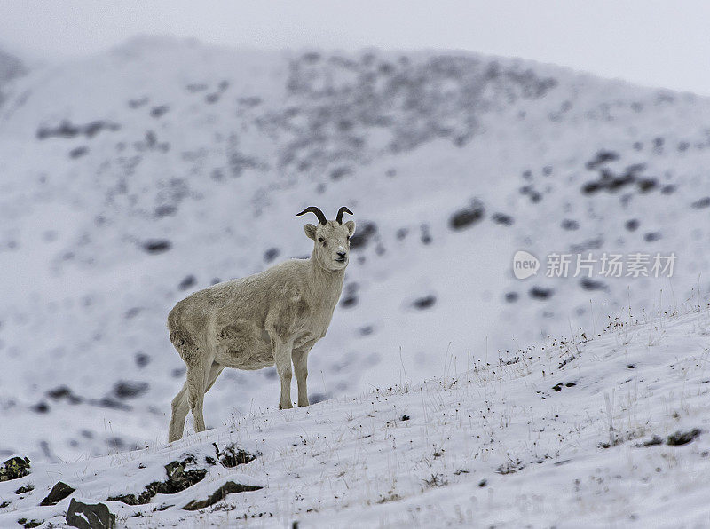 Dall sheep(原Dall’s sheep)， Ovis dalli，是原产于北美西北部的一种绵羊，颜色从白色到石板棕色，有弯曲的黄褐色角。阿拉斯加阿提贡山口附近的北坡。